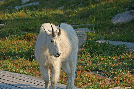 山羊荒野牛角冰川公园野生动物国家羊毛喇叭动物白色图片