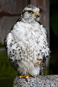 Gyr 猎鹰捕食者翅膀鸟类打猎动物猎物游隼羽毛食肉野生动物图片