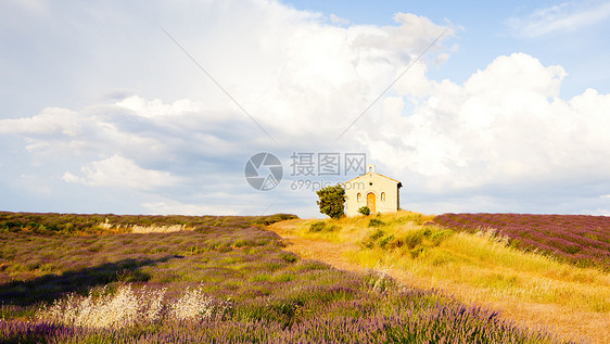 华伦索高原 普罗旺斯 弗兰植被教会花朵建筑学场地种植园植物风景植物学植物群图片