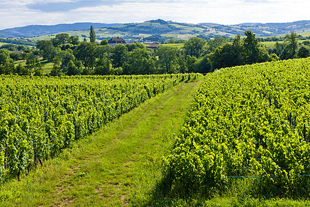 法国伯根迪附近的葡萄园位置乡村生长世界葡萄外观马孔植物群农业藤蔓图片