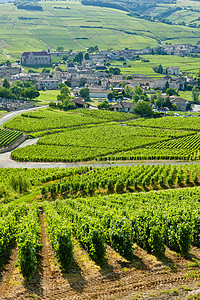 法国勃根迪富西斯附近的葡萄园位置农业种植栽培马孔国家农村外观世界葡萄图片