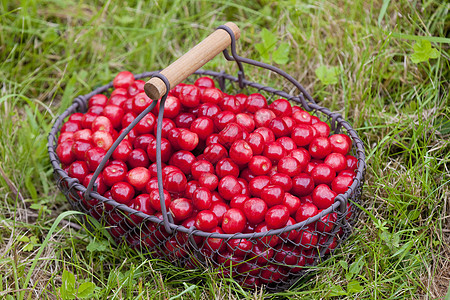 篮子中的樱桃静物水果营养维生素种植红色食物食品外观图片