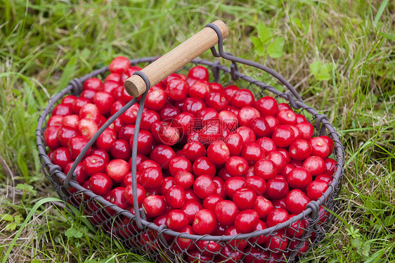 篮子中的樱桃种植营养食物红色水果静物维生素食品外观图片