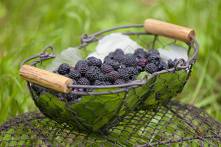 篮子中的黑莓食物浆果营养维生素静物种植食品外观水果图片