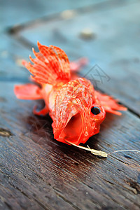 鱼假期闲暇运动钓鱼爱好健康海鲜食物动物追求图片