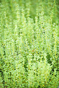 百惠植物多叶香料树叶味道芳香营养生长绿色花园草本植物图片