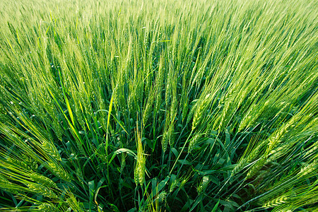 小麦土地种子生活植物农场园艺草地耳朵谷物粮食图片