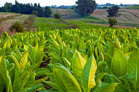 烟草工厂场地植物农场树叶种植园绿色图片