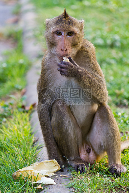 食猴子猴棕色动物园生物哺乳动物少年头发荒野脊椎动物婴儿野生动物图片