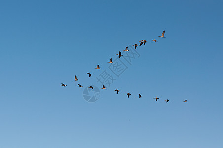 加拿大在飞行中的鹅鸟类阵型编队野生动物天空迁移照片水平图片