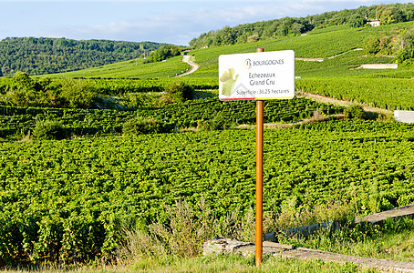 Echezeaux 法国伯根迪大cru葡萄园乡村夜丘植物位置农业栽培世界藤蔓外观葡萄图片