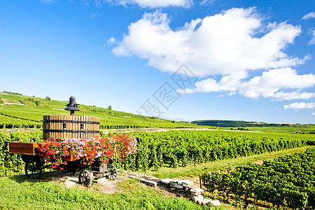法国伯根迪波曼达附近的科特德博恩葡萄园压酒机栽培葡萄外观葡萄园农业乡村酒业藤蔓植物图片