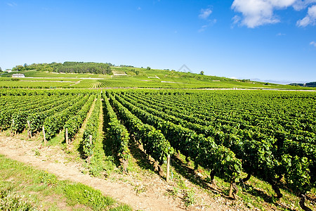 法国伯根迪波曼达附近的科特德博恩葡萄园国家葡萄藤蔓栽培外观酒业葡萄园植物农业世界图片