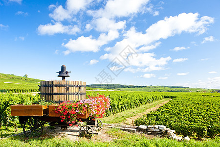 法国伯根迪波曼达附近的科特德博恩葡萄园农村外观栽培植物世界植被位置酒业藤蔓农业图片