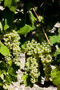 法国省Jarnac白葡萄葡萄水果植物植被栽培外观植物群葡萄园酒业叶子图片