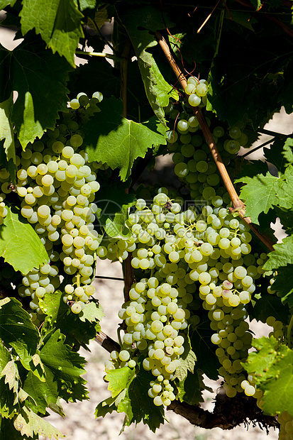 法国省Jarnac白葡萄葡萄水果植物植被栽培外观植物群葡萄园酒业叶子图片
