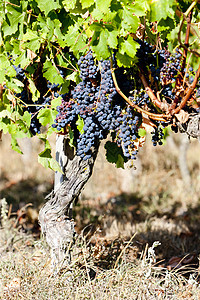 法国阿quitaine的波尔多地区蓝葡萄植物葡萄叶子外观水果植物群葡萄园酒业收成农业图片