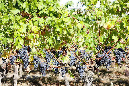 法国阿quitaine的波尔多地区蓝葡萄植物酒业植被叶子收成外观藤蔓农业水果葡萄图片