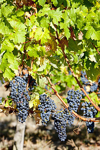 法国阿quitaine的波尔多地区蓝葡萄植被植物水果葡萄园藤蔓栽培收成葡萄叶子外观图片