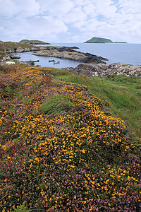 野生爱尔兰鲜花和可怕的岛屿海岸风景图片