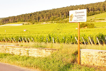 马兹坎贝丁 努伊茨堡 勃伦迪的葡萄园酒业栽培外观藤蔓种植者种植作物植被农村植物图片