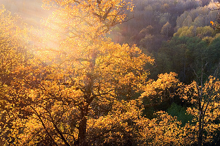 秋季射线植物乡村季节阳光叶子金子场景橙子棕色图片