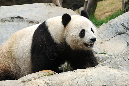 熊猫叶子牙齿文化哺乳动物竹子衬套环境濒危中心公园图片