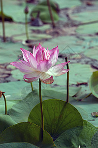 莲花池塘阳光宏观百合叶子季节花园粉色场景水平花瓣图片