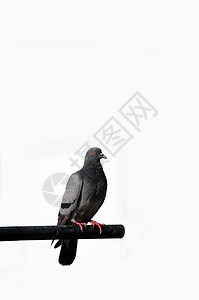 鸽子灰色女性野生动物鸟类羽毛倾斜停留尾巴动物照片图片