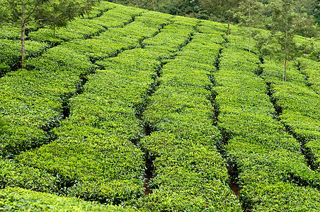 茶地叶子景点植物香味村庄种植园旅游农场土地农田图片