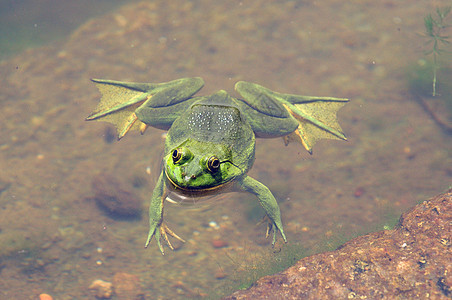 绿青蛙野生动物林蛙宏观眼睛宠物动物动物群生物学濒危生态图片