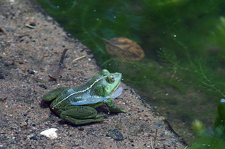 绿青蛙植物林蛙蟾蜍环境丛林动物雨林生物学野生动物叶子图片