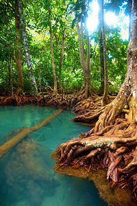 红树林水池气候沼泽丛林植物野生动物木头叶子雨林公园图片
