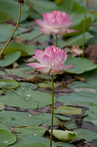 莲花池塘植物场景百合花瓣粉色叶子水平绿色宏观季节图片