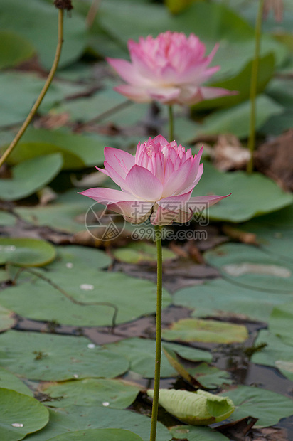 莲花池塘植物场景百合花瓣粉色叶子水平绿色宏观季节图片