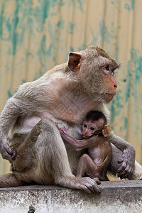 和坐在墙上的猴子及其婴儿动物园野生动物母亲生物少年哺乳动物棕色母体脊椎动物荒野图片