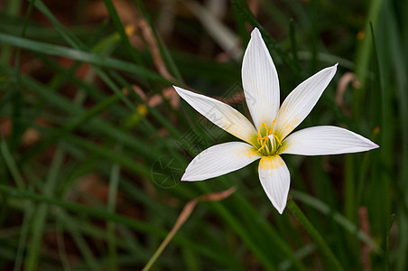 莉莉雨热带百合花粉植物念珠菌美丽园艺刀刃花瓣叶子图片