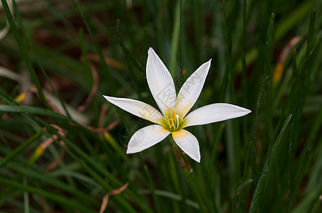 莉莉雨宏观植物学园艺百合植物群念珠菌植物花粉美丽热带图片