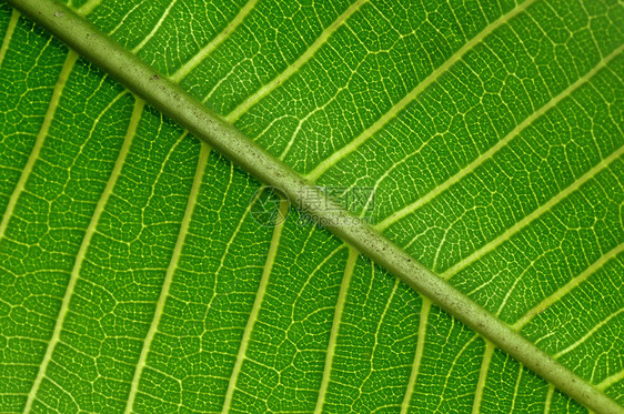 叶子绿色季节水果芳香工作室植物群覆盆子白色宏观植物学图片