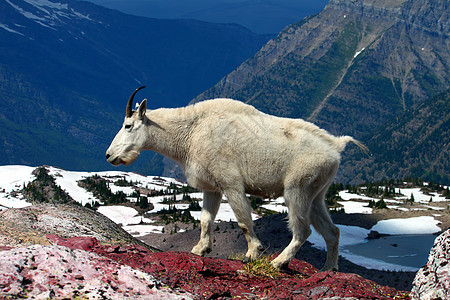 山山山山山羊大西洋美洲公园国家小动物荒野冰川橙子环境生活生态野生动物图片