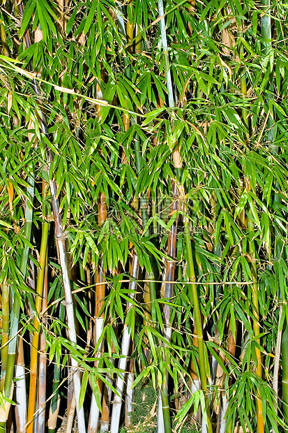 竹子团体树木植物树林生长森林花园叶子环境植物学图片