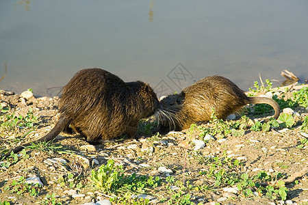 努氏毛皮游泳脊椎动物池塘绿色草食性棕色头发哺乳动物荒野图片