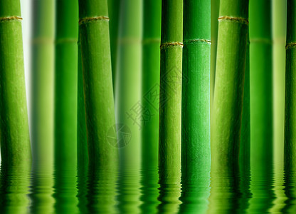 含水反射的竹子森林图片