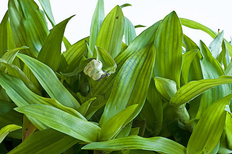 贝青草食物草本植物烹饪癌症饮食植物学活力补品药品生长图片