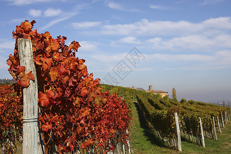 秋天的葡萄园风景拖拉机红色村庄农业场地乡村城堡农场酒厂旅行图片