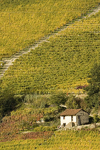 秋天的葡萄园风景拖拉机黄色土地村庄生产历史红色食物城堡乡村图片