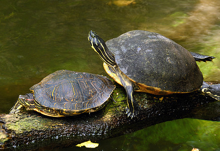海龟鲷鱼盒子休息速度游泳土地生物海洋爬虫乌龟图片