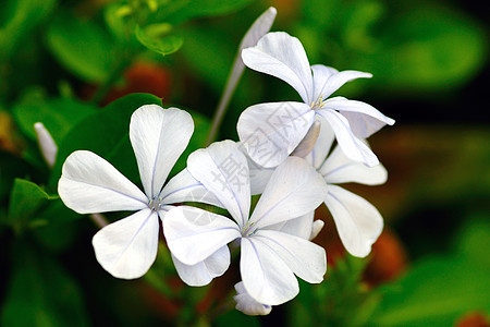 白 Periwinkle蓝色生长花园植物学宏观草地绿色花瓣园艺叶子图片