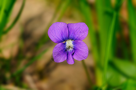 紫生态荒野宏观叶子植被生活作用花冠季节花瓣图片
