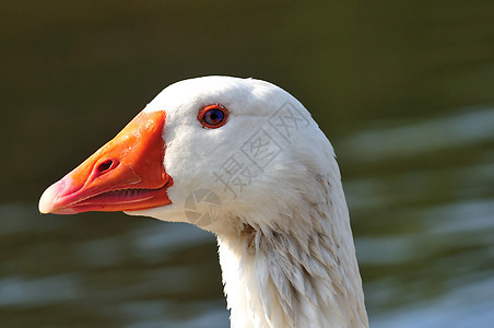 国内鹅动物翅膀歧视白色账单动物群羽毛橙子农场鸟类图片